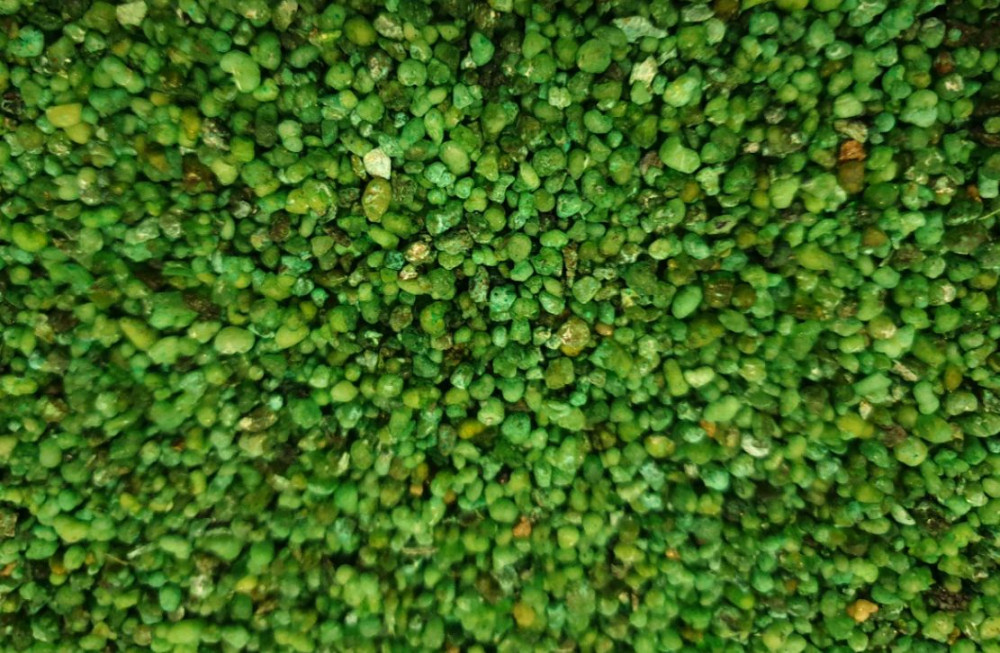 Tymianek Sosna 250 g