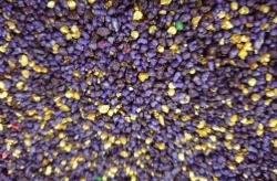 Tymianek LAWENDA 100 g